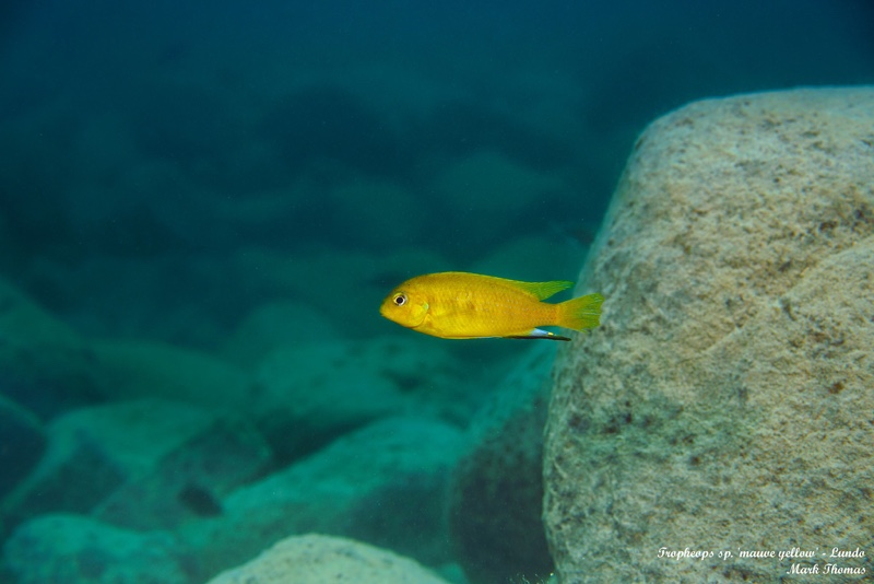 Tropheops sp. 'mauve yellow' Lundo Island